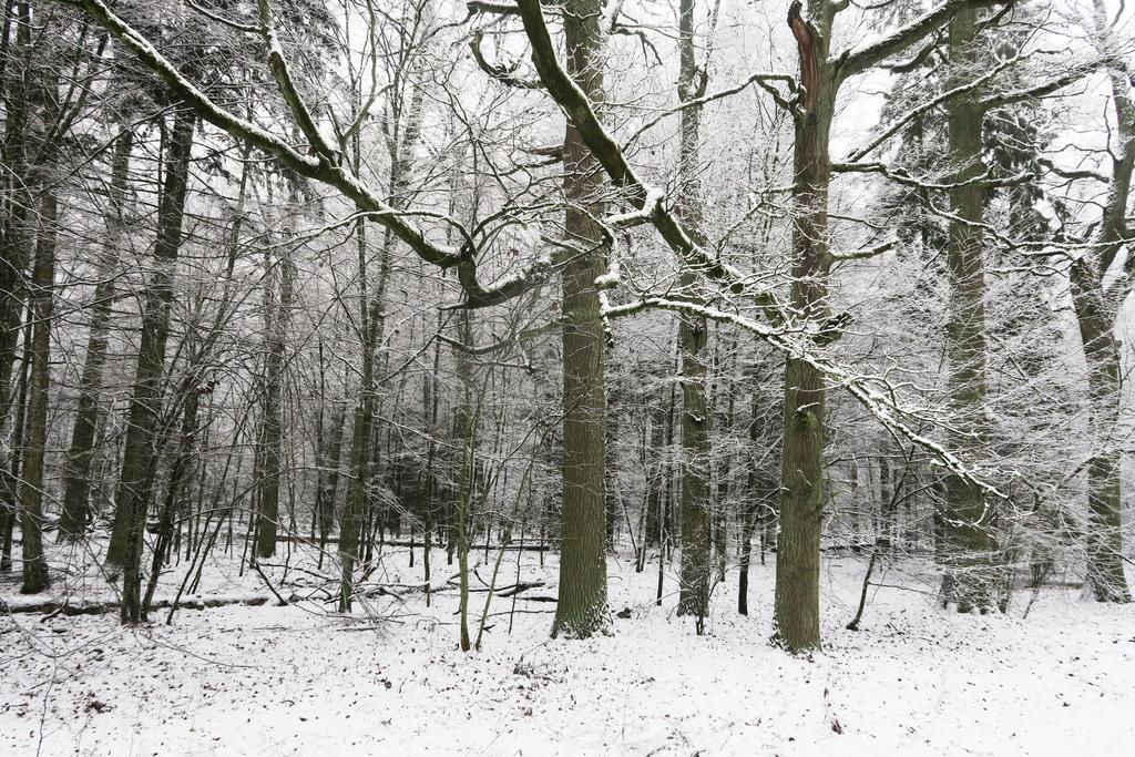 Affittacamere Cztery Pory Roku Białowieża Esterno foto