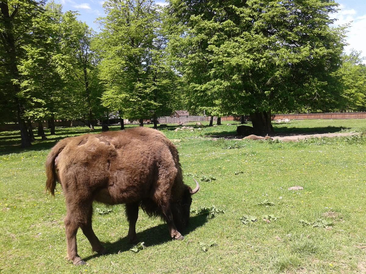 Affittacamere Cztery Pory Roku Białowieża Esterno foto