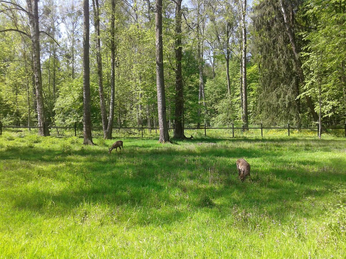 Affittacamere Cztery Pory Roku Białowieża Esterno foto