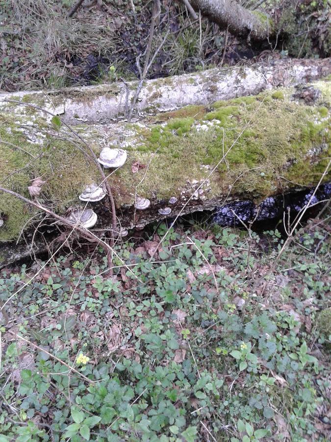 Affittacamere Cztery Pory Roku Białowieża Esterno foto