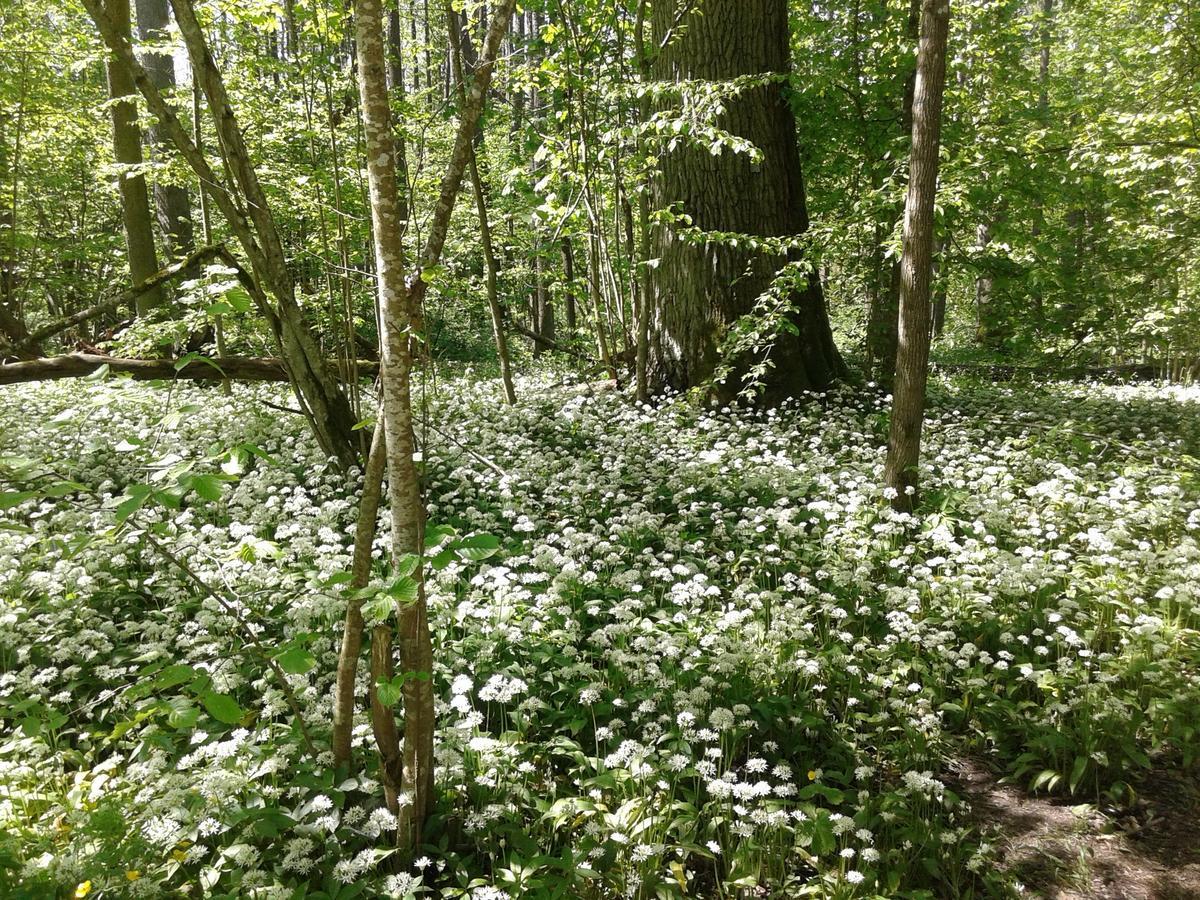Affittacamere Cztery Pory Roku Białowieża Esterno foto